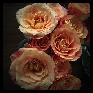 Meet your Posher, Dorothy